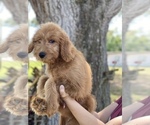 Small Photo #1 Goldendoodle Puppy For Sale in BRADENTON, FL, USA