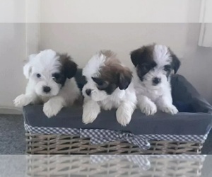 Mal-Shi Puppy for sale in AMES, SD, USA