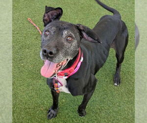 Mutt Dogs for adoption in Las Vegas, NV, USA