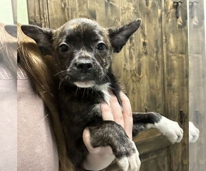 Mutt Dogs for adoption in Chico, CA, USA