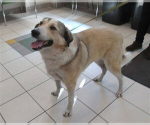 Great Pyrenees-Unknown Mix Dogs for adoption in Derwood, MD, USA