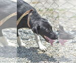 Small #1 Border Collie Mix