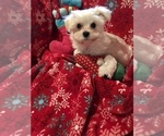 Small Photo #1 Morkie Puppy For Sale in GRAFTON, VA, USA