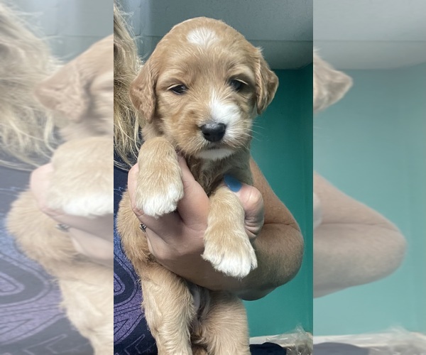 Medium Photo #2 Goldendoodle Puppy For Sale in NEWTON, NC, USA