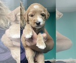 Small #1 Goldendoodle