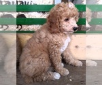 Small Photo #7 Cocker Spaniel-Poodle (Miniature) Mix Puppy For Sale in CADIZ, KY, USA