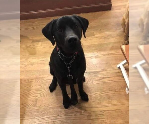 Medium Photo #4 Labrenees Puppy For Sale in Woodbury, NY, USA