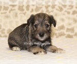 Small Photo #3 Schnauzer (Miniature) Puppy For Sale in DENVER, PA, USA