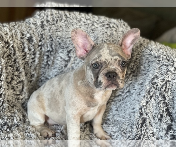 Medium Photo #7 French Bulldog Puppy For Sale in HAMDEN, CT, USA
