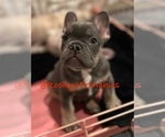 Small Photo #4 French Bulldog Puppy For Sale in MORENO VALLEY, CA, USA