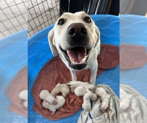 Labrador Retriever Puppy for sale in LIMESTONE, TN, USA