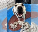 Small Labrador Retriever