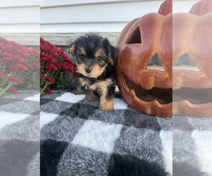 Yo-Chon Puppy for Sale in FINDLAY, Ohio USA