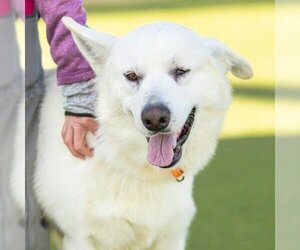 Pyrenees Husky Dogs for adoption in Camarillo, CA, USA
