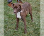 Small #2 American Staffordshire Terrier-Chocolate Labrador retriever Mix