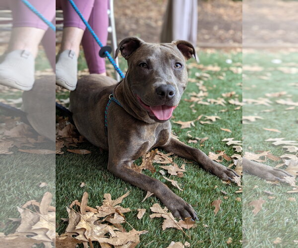 Medium Photo #8 American Pit Bull Terrier-Unknown Mix Puppy For Sale in Holly Springs, NC, USA