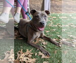 Small #7 American Pit Bull Terrier Mix