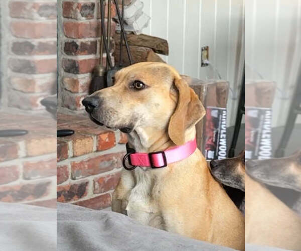 Medium Photo #10 Labrador Retriever-Unknown Mix Puppy For Sale in New York, NY, USA