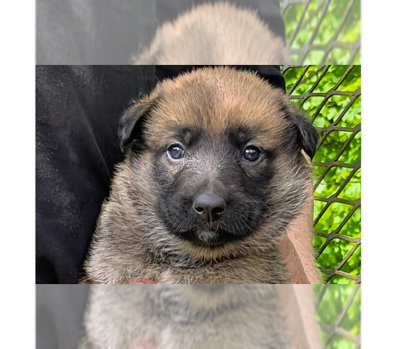 Medium Photo #3 Labrador Retriever-Unknown Mix Puppy For Sale in Aurora, IN, USA
