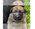 Small #2 Labrador Retriever Mix