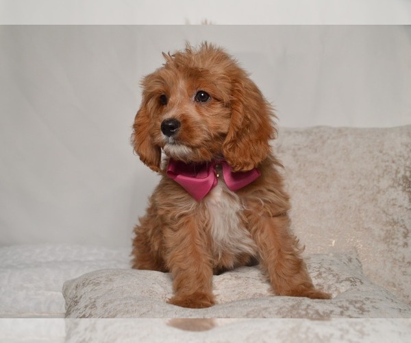 Medium Photo #5 Cavapoo Puppy For Sale in CHRISTIANA, PA, USA