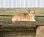 Small #7 Pembroke Welsh Corgi