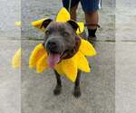 Small Mutt