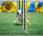 Small Photo #81 Border Collie Puppy For Sale in MOSIER, OR, USA