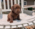 Small #5 Labrador Retriever