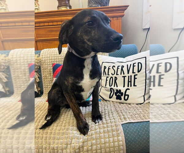 Medium Photo #4 Mutt Puppy For Sale in Osgood, IN, USA