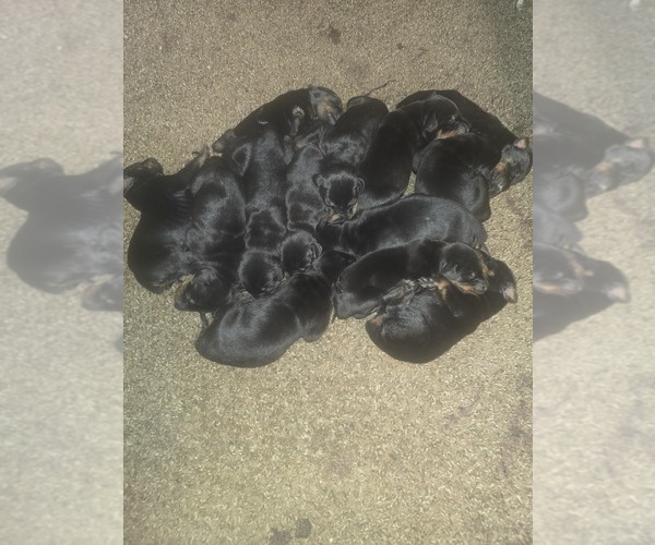 Medium Photo #11 Doberman Pinscher Puppy For Sale in DAVISON, MI, USA
