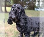 Small #1 Cocker Spaniel