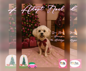 Havanese Dogs for adoption in Menifee, CA, USA