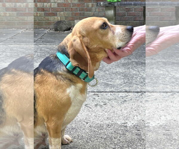 Medium Photo #5 Beagle Puppy For Sale in Dunnellon, FL, USA