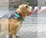 Small #4 Beagle