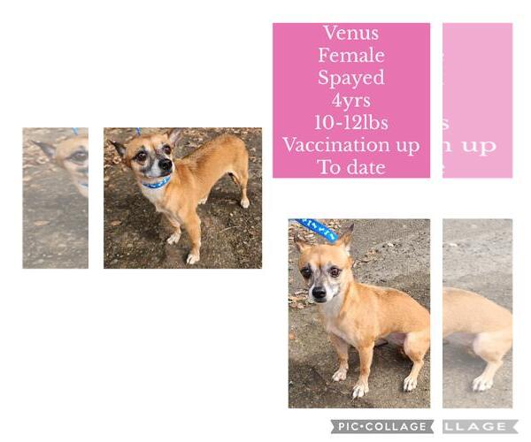 Medium Photo #2 Chihuahua-Unknown Mix Puppy For Sale in Virginia Beach, VA, USA