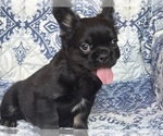 Image preview for Ad Listing. Nickname: Jasmine