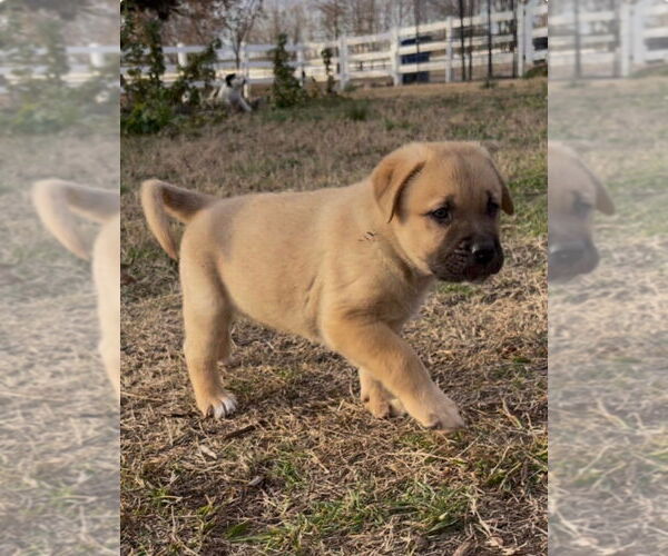 Medium Photo #2 Labrador Retriever-Unknown Mix Puppy For Sale in Claremore, OK, USA