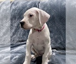 Small Photo #8 Dogo Argentino Puppy For Sale in SAN ANTONIO, TX, USA