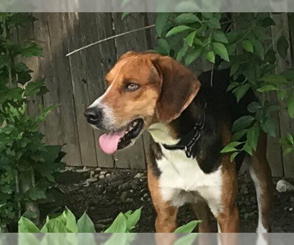 Medium Photo #5 Mutt Puppy For Sale in Woodbury, NY, USA