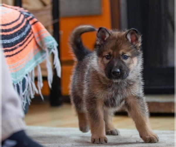 Medium Photo #4 Native American Indian Dog Puppy For Sale in WEST STOCKBRIDGE, MA, USA