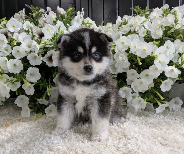Medium Photo #2 Pomsky Puppy For Sale in GOSHEN, IN, USA