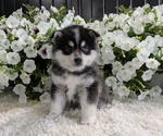 Small #1 Pomsky