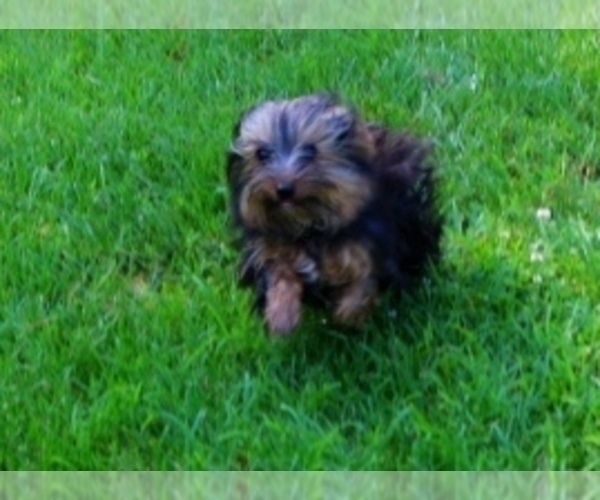 Medium Photo #1 Yorkshire Terrier Puppy For Sale in CASSVILLE, MO, USA