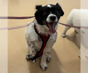 Papillon-Unknown Mix Dogs for adoption in Placerville, CA, USA