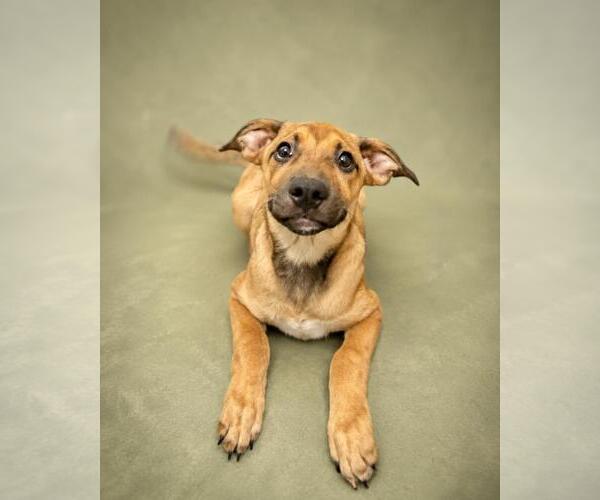 Medium Photo #4 Black Mouth Cur-Unknown Mix Puppy For Sale in Rockwall, TX, USA