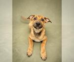 Small #3 Black Mouth Cur Mix