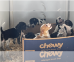 Small Photo #1 Beagle-Border Collie Mix Puppy For Sale in Unionville, PA, USA