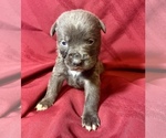 Small Photo #4 Cane Corso Puppy For Sale in LAKE EUFAULA, OK, USA