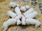 Small Photo #94 Dogo Argentino Puppy For Sale in JANE, MO, USA